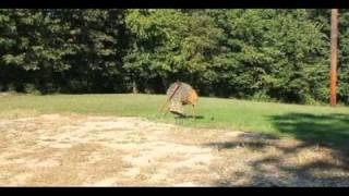 63 Foot Axe Throw