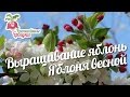 Выращивание яблонь. Яблоня весной #urozhainye_gryadki