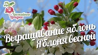 Выращивание яблонь. Яблоня весной #urozhainye_gryadki