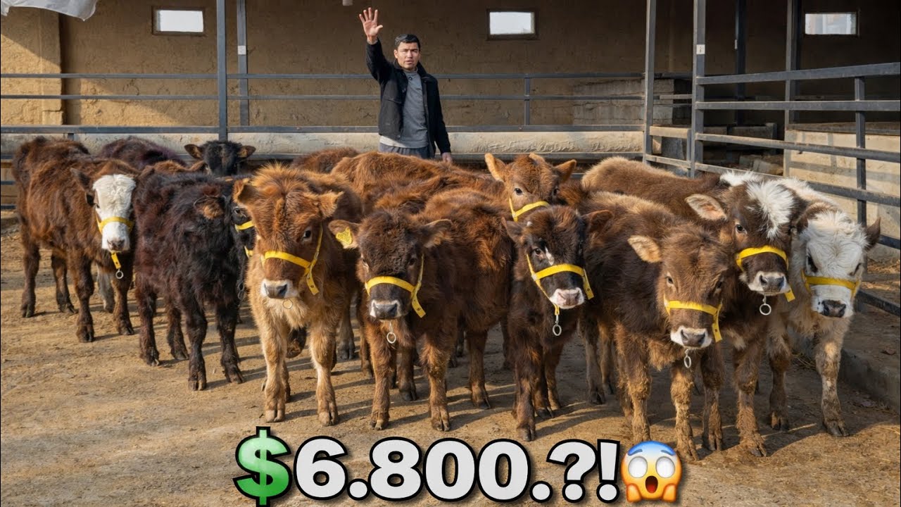 👁️MANA SIZGA JUMA AKSIYASI 💸6.800.DAN BOSHLAP BUQACHALAR VA HUNAJINLAR 2026_01_27_febral.