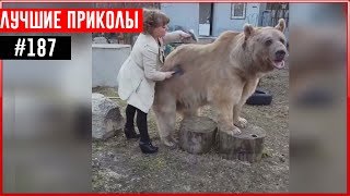 ПРИКОЛЫ 2017 Ноябрь #188 ржака до слез угар прикол - ПРИКОЛЮХА