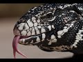 Top 10 Largest Living Lizards on Earth