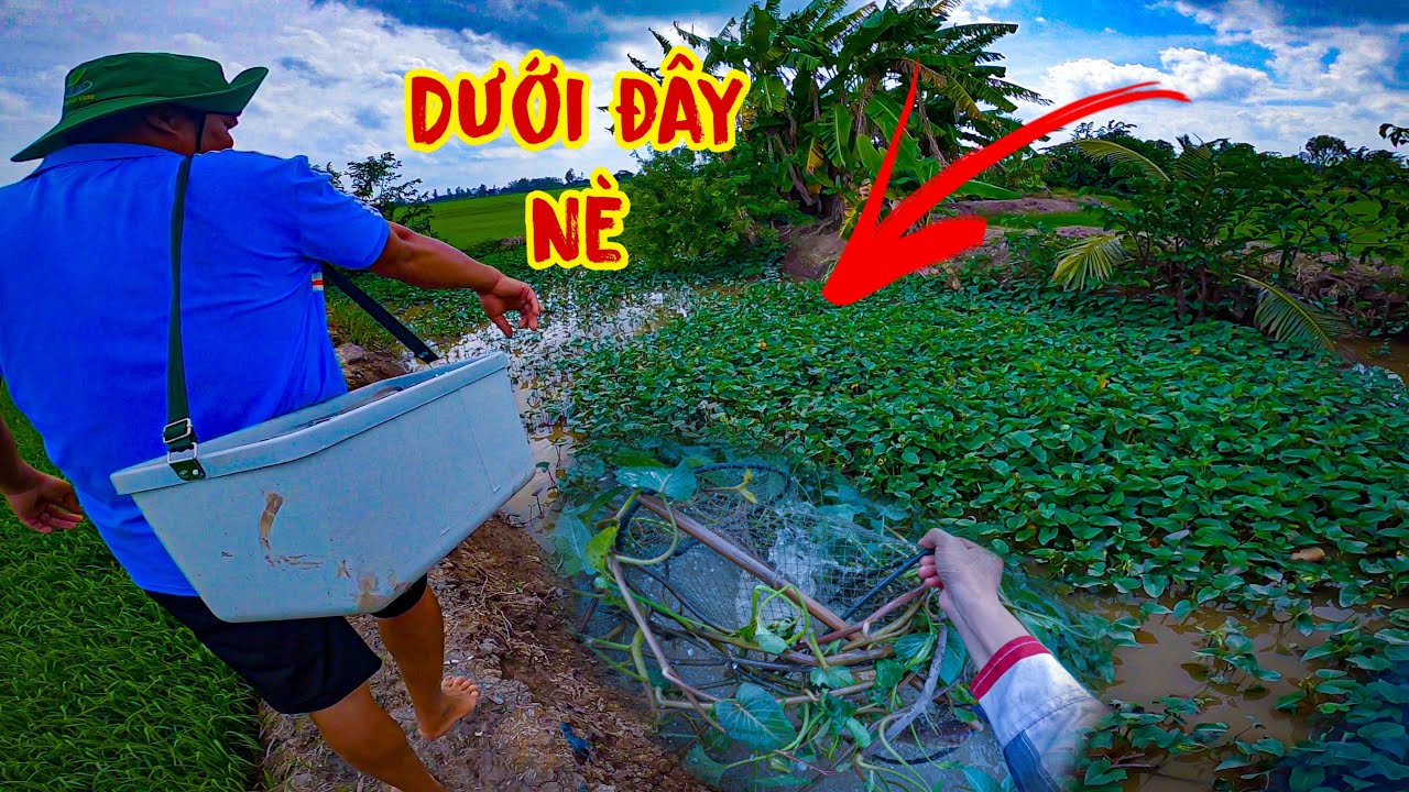 Gặp Cao Thủ Đặt Lờ Cá Lóc Rồi Cả Nhà Ơi