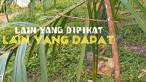 Mikat Burung Sirtu Kacat, malah Burung gacor ini yg dapat...