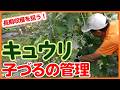 【キュウリ栽培】長く収穫する！子づる管理のコツを解説！【シェア畑】【農園ライフ】
