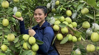 FULL VIDEO: 40 days of harvest, guava, pumpkin, chili bamboo shoots, longan go to the market to sell