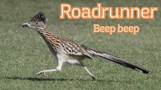 roadrunner bird | infortmations about roadrunner bird