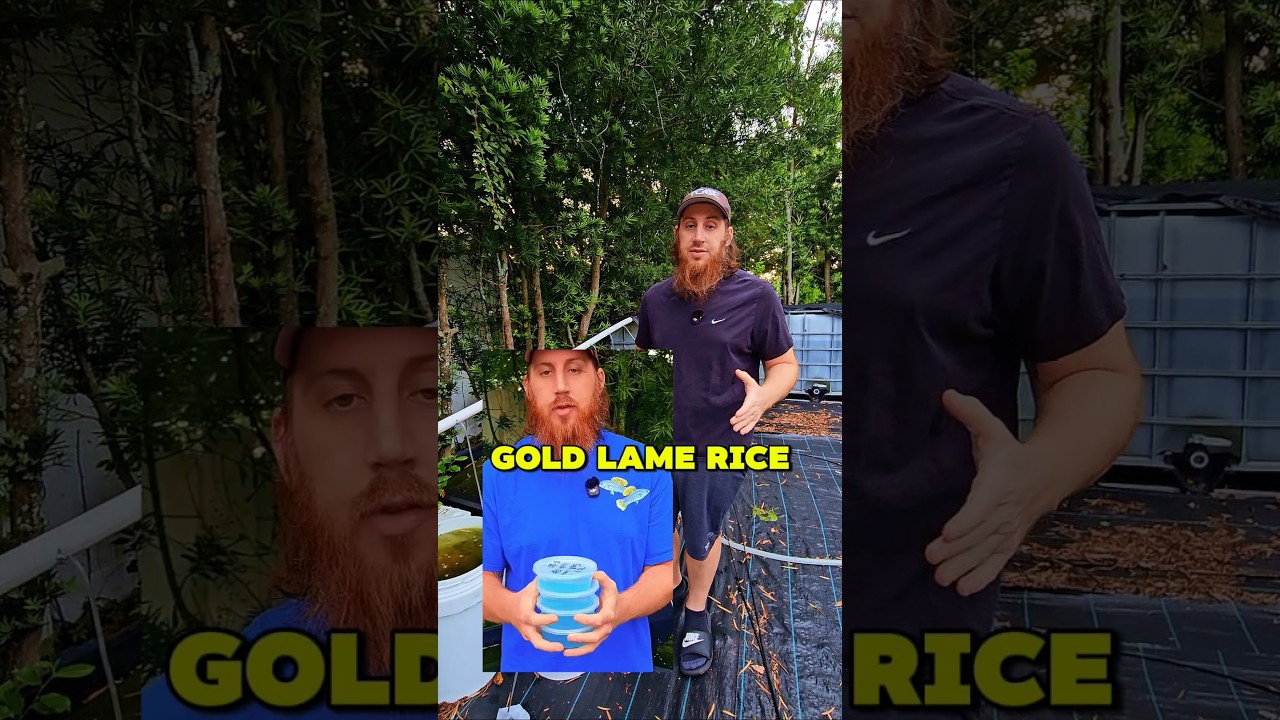 Update on Gold Lame Ricefish! They have gotten so big already!
