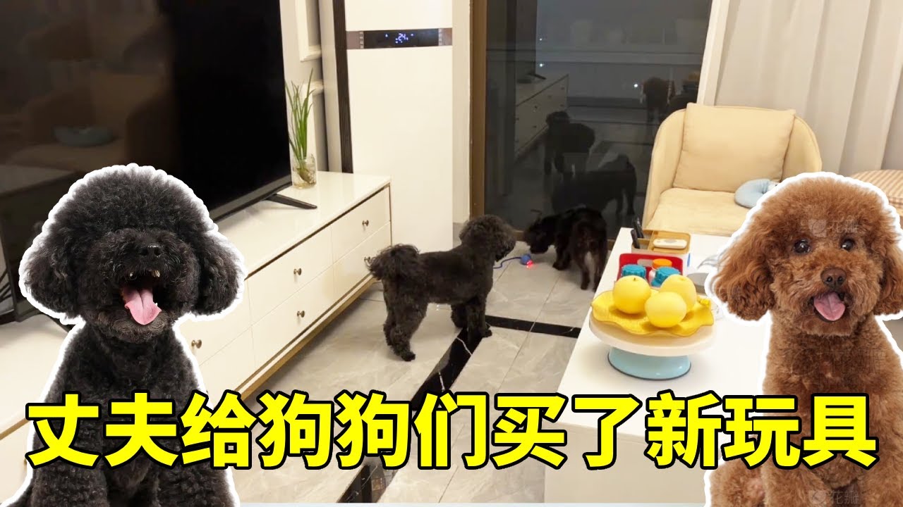 退休慢生活:老公给狗狗买了新玩具,三只狗狗玩的真开心,实在太可爱