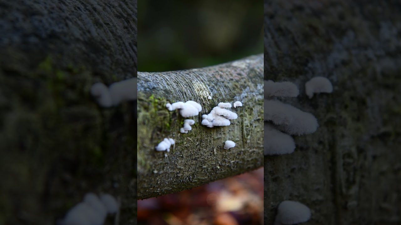 Mushroom on a tree trunk 