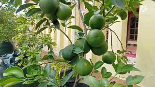 Tabulampot Jeruk Berbuah Lebat