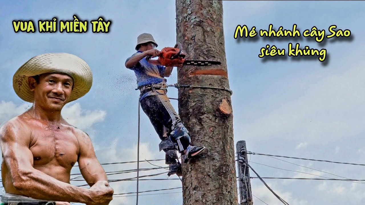 Siêu Đỉnh! Vua Khỉ Miền Tây Mé 4 Cây Sao Siêu Khủng Đình Nhơn Hòa Lai Vung. Cutting golden oak tree