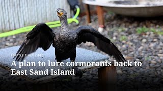 A plan to lure double-crested cormorants back to East Sand Island