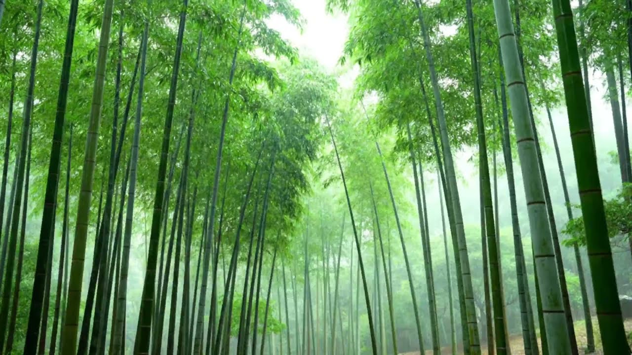 Cleanse Your Energy & Invite Abundance | Pure Healing Rain Sounds (Kyoto Zen Garden)