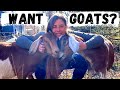 Beginner's Guide To Raising Goats | How To Choose & Care For Your First Goats