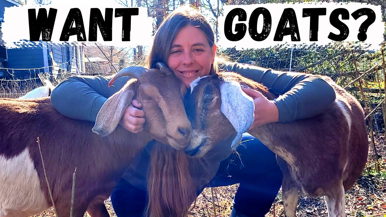 Beginner'S Guide To Raising Goats | How To Choose & Care For Your First  Goats - Youtube