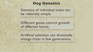 Evolution - Selection in Action (3-6)
