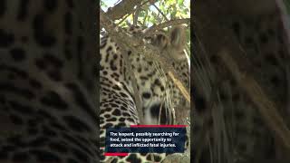 A Fatal Leopard Attack in Nepal! A Fatal Leopard Attack in Nepal!