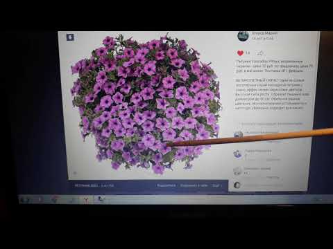 ПОЛНЫЙ ОБЗОР ПЕТУНИИ НА СЕЗОН 2021🌺 - СЕМЕНА И ВЕГЕТАТИВКА 👌