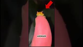 Eles nascem minúsculos… e se tornam GIGANTES assustadores #animais #curiosidades