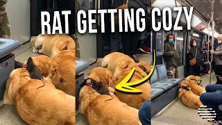 Rat Getting Cozy While It Sits on Top of a Dog That’s Accompanied by Two More in the Subway Train
