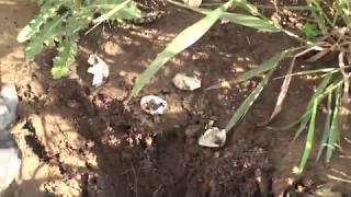 Snapping Turtles: Finding the Nest - Part 2, Digging up the nest