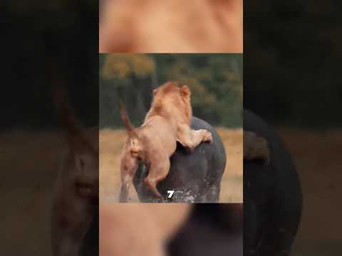 Гиппопотам ВЫРВАЛ добычу у львов 🦛💥🦁