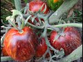 Как подвязать помидоры