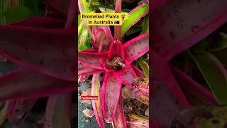 Bromeliad Plants ? Bromeliaceae Indoor Shade Loving ❤️ Plant Australia ??