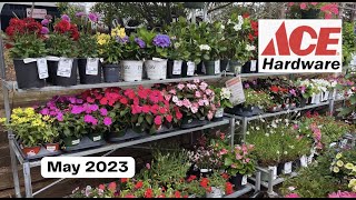 Roses, PW Hydrangeas and hostas!/ Ace Hardware Garden Center Inventory