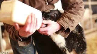 Colostrum Management Webinar