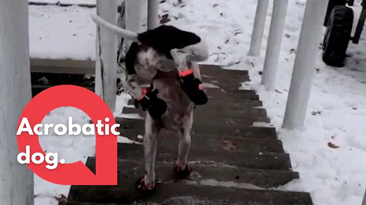 This skilled dog runs down the stairs using only i...