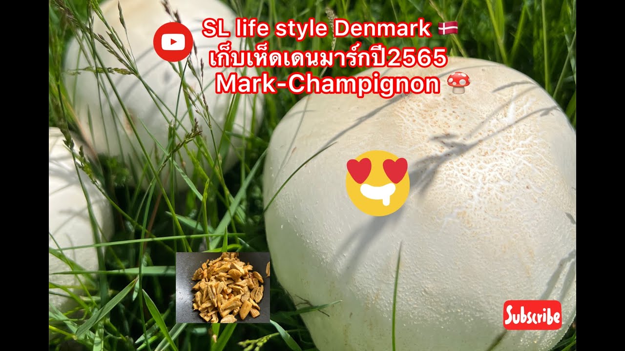 Mushroom #Mark-Champignon #เก็บเห็ดค่ะ ชอบเห็ดตามมาดูคลิปนี้ด้วยกันค่ะ🍄🤟15. juni 2022