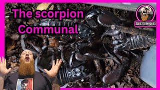 Asian forest scorpion communal #asainforestscorpions