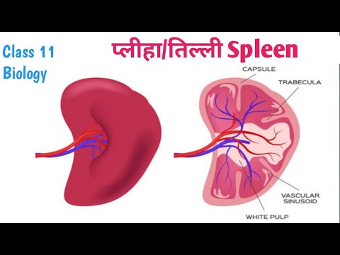 वीडियो: प्लीहा वैकल्पिक-लीव्ड है