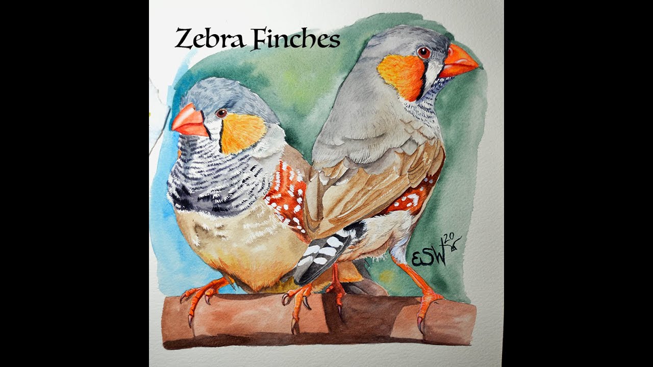 Zebra Finches In Watercolor