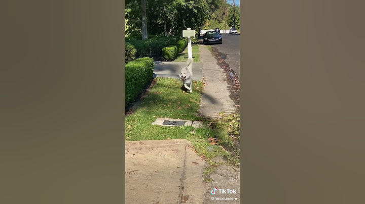 Happy dog walking | Tiktok | Trending #Shorts