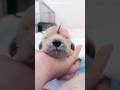 Puppy Born With a Tail on His Head 😱🐶