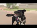 2020 OK Humane Hero - Ashley
