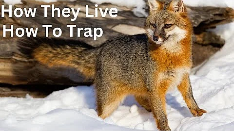 Gray Fox! How They Live & How to Trap!