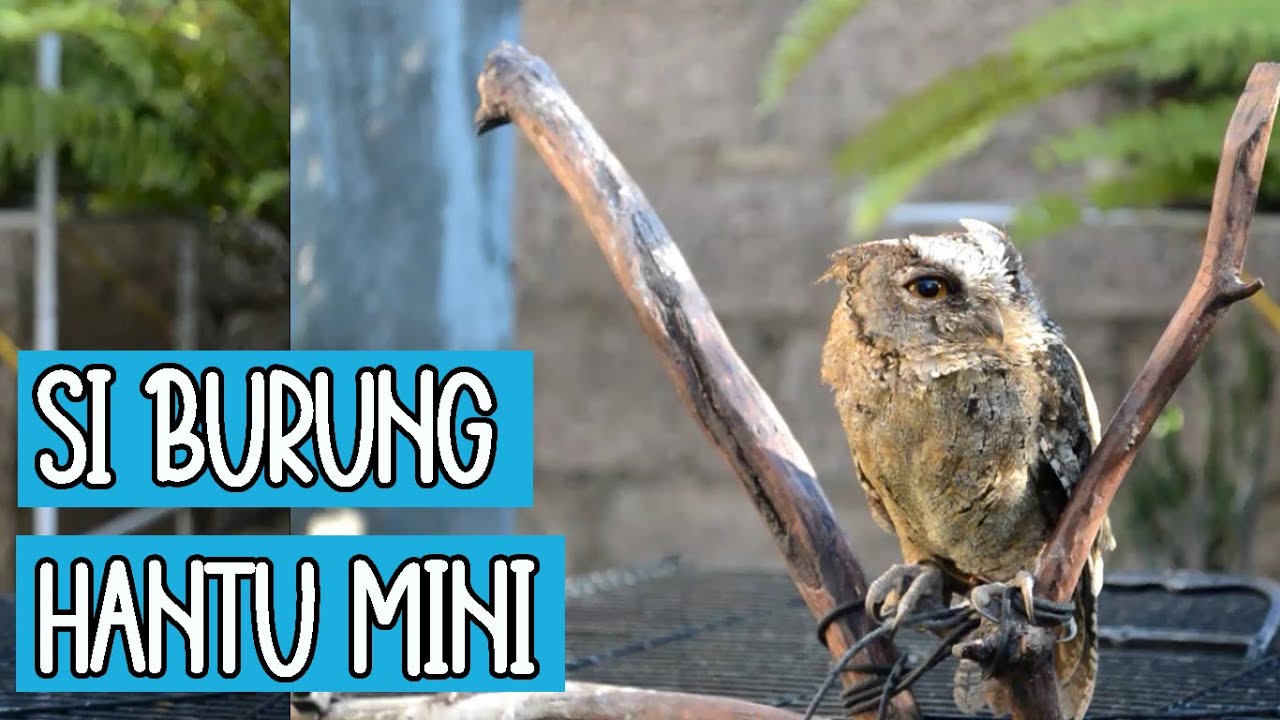 Burung Hantu Mini #VO6 