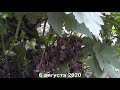 Сорт винограда "Рошфор" - сезон 2020 # Grape variety  "Roshfor" - season 2020