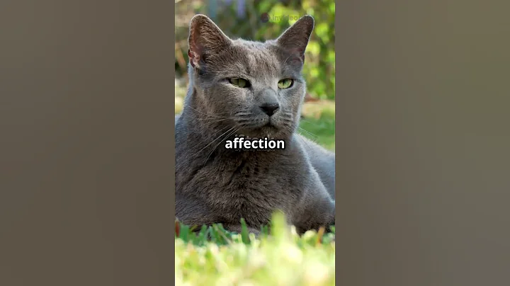 Video 8583651: russian blue cat facts, cute russian blue cat, cat animals facts, cat cute explore