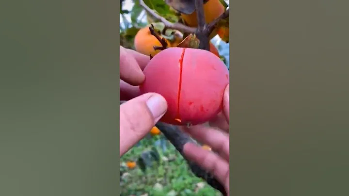 Farm Fresh🍎🍓 Ninja Fruit Cutting ASMR🍎🍓 Oddly Satisfying Fruit Ninja🍓🍉 #shorts #asmr #youtubeshorts