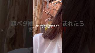 【自己紹介】ニギコロ、ひっつき虫、髪の毛大好き。うちのこたちの自己紹介Part2 ウロコ編 #ウロコインコ #インコのいる暮らし #インコのいる生活 #インコ #インコの日常 #ペット動画