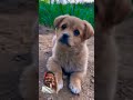प्यारा कोण 😍 #love #dog #puppy #doglover #cute #hindisong #hindi #youtubeshorts #music #duet #viral
