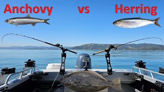 ANCHOVY vs HERRING | Halibut Fishing SF Bay