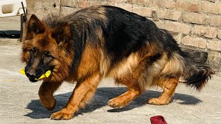 The Most Cosmetic German Shepherd Puppy Playing with Ball 2024 #gsd #pets #dogs #germanshepherd