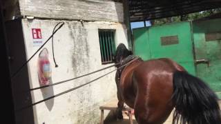 Alta escuela cavallo Spagnolo Cartujano