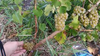 Состояние виноградника на конец сентября 2021